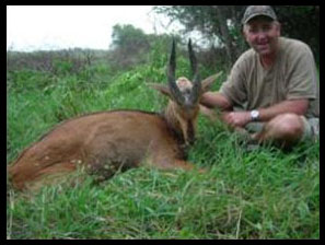 Nile Bushbuck