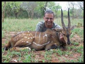 Bushbuck