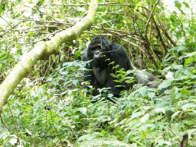 Mountain Gorilla