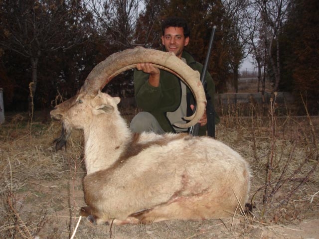 Ibex 1